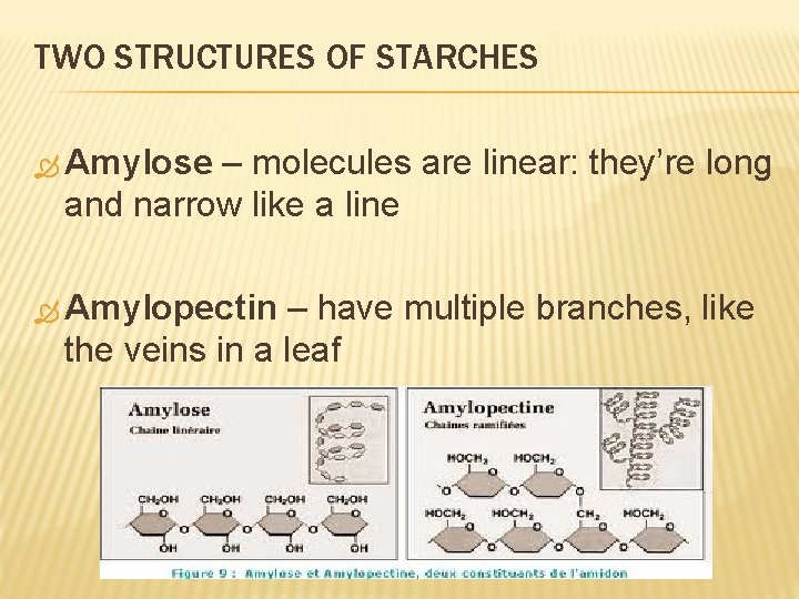 TWO STRUCTURES OF STARCHES Amylose – molecules are linear: they’re long and narrow like
