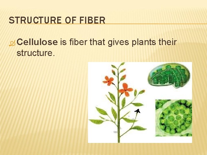 STRUCTURE OF FIBER Cellulose structure. is fiber that gives plants their 
