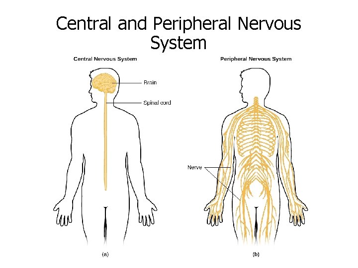Central and Peripheral Nervous System 
