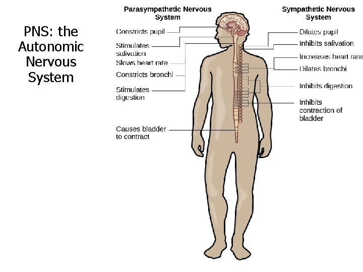 PNS: the Autonomic Nervous System 