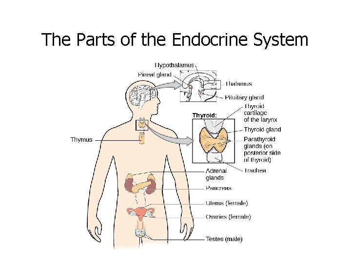 The Parts of the Endocrine System 