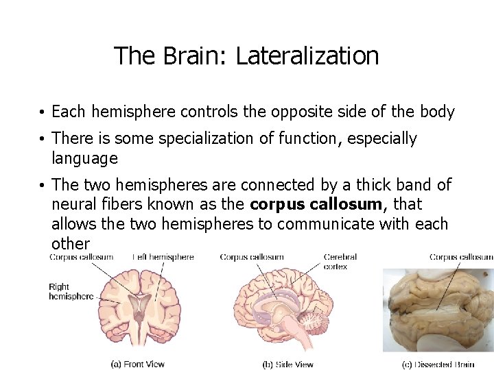 The Brain: Lateralization • Each hemisphere controls the opposite side of the body •
