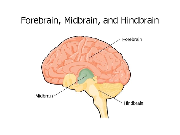 Forebrain, Midbrain, and Hindbrain 