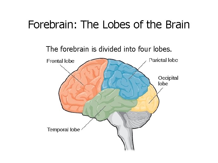 Forebrain: The Lobes of the Brain The forebrain is divided into four lobes. 