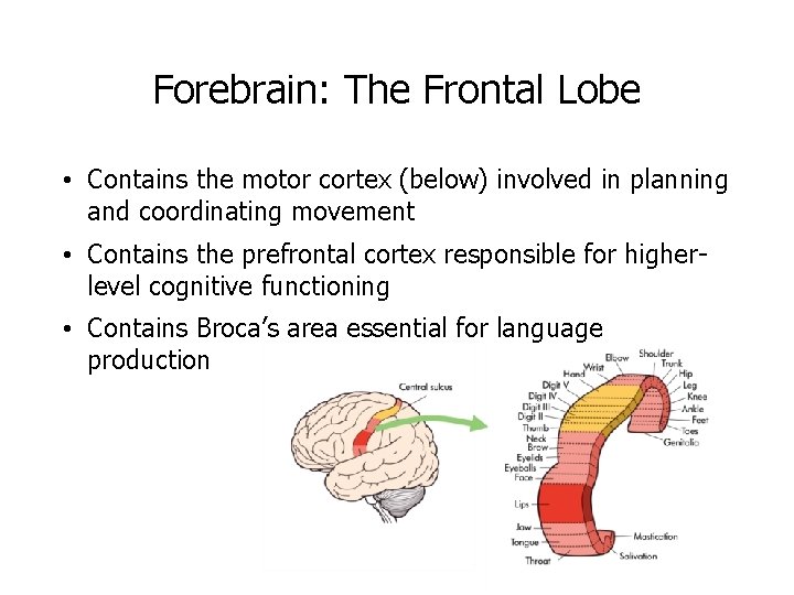 Forebrain: The Frontal Lobe • Contains the motor cortex (below) involved in planning and