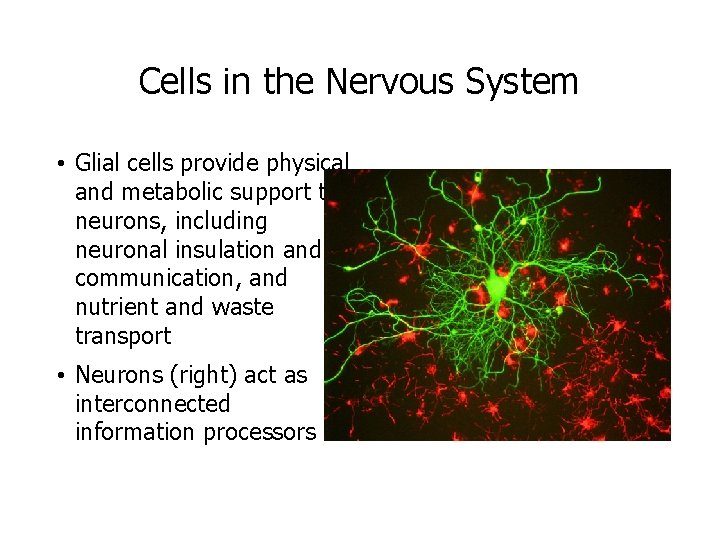 Cells in the Nervous System • Glial cells provide physical and metabolic support to