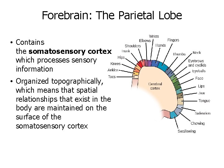 Forebrain: The Parietal Lobe • Contains the somatosensory cortex which processes sensory information •