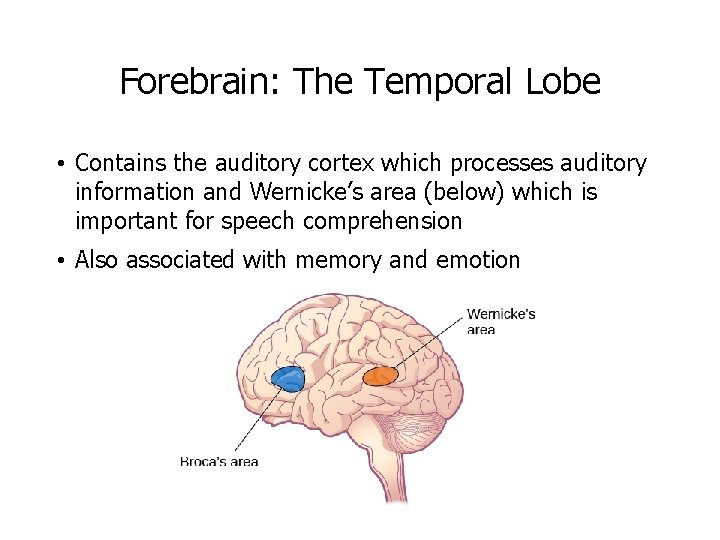 Forebrain: The Temporal Lobe • Contains the auditory cortex which processes auditory information and