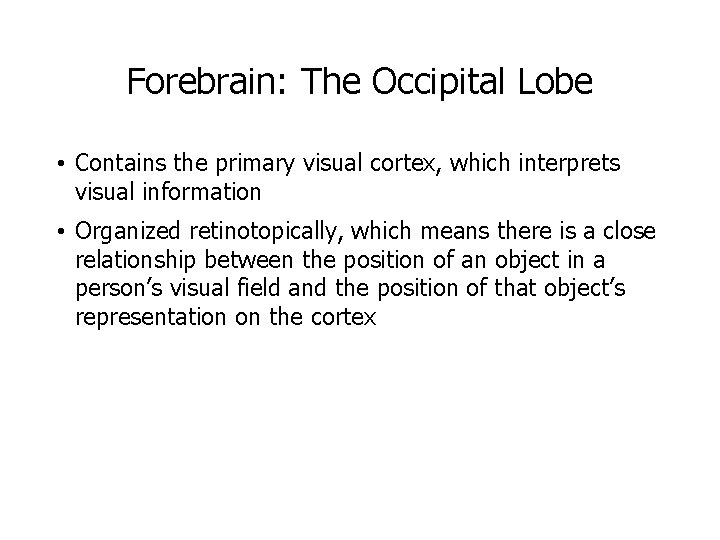 Forebrain: The Occipital Lobe • Contains the primary visual cortex, which interprets visual information