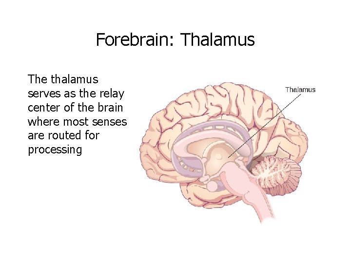 Forebrain: Thalamus The thalamus serves as the relay center of the brain where most