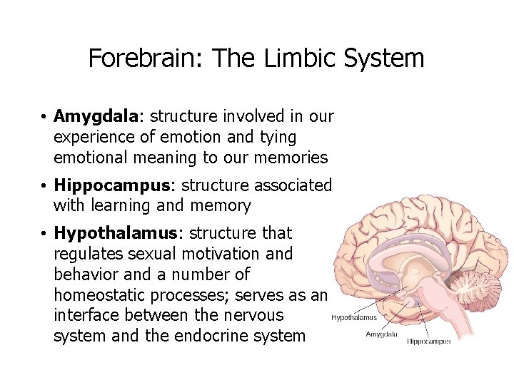 Forebrain: The Limbic System • Amygdala: structure involved in our experience of emotion and