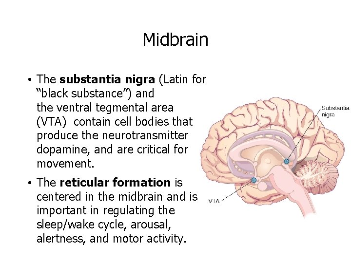 Midbrain • The substantia nigra (Latin for “black substance”) and the ventral tegmental area