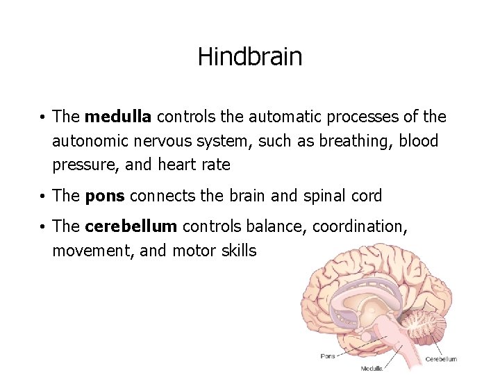 Hindbrain • The medulla controls the automatic processes of the autonomic nervous system, such