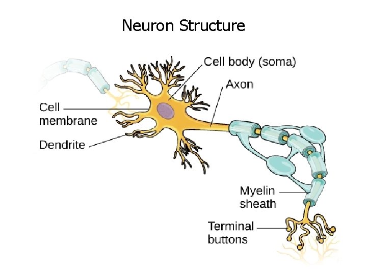 Neuron Structure 