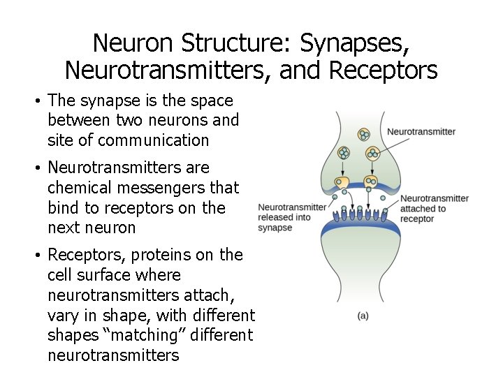 Neuron Structure: Synapses, Neurotransmitters, and Receptors • The synapse is the space between two