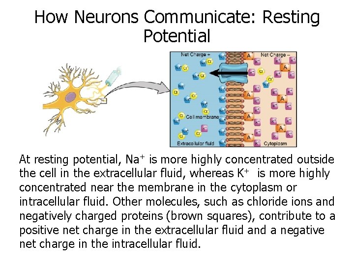 How Neurons Communicate: Resting Potential At resting potential, Na+ is more highly concentrated outside