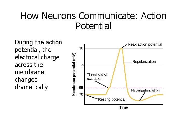 How Neurons Communicate: Action Potential During the action potential, the electrical charge across the