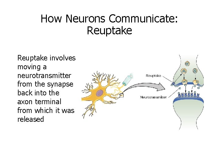 How Neurons Communicate: Reuptake involves moving a neurotransmitter from the synapse back into the