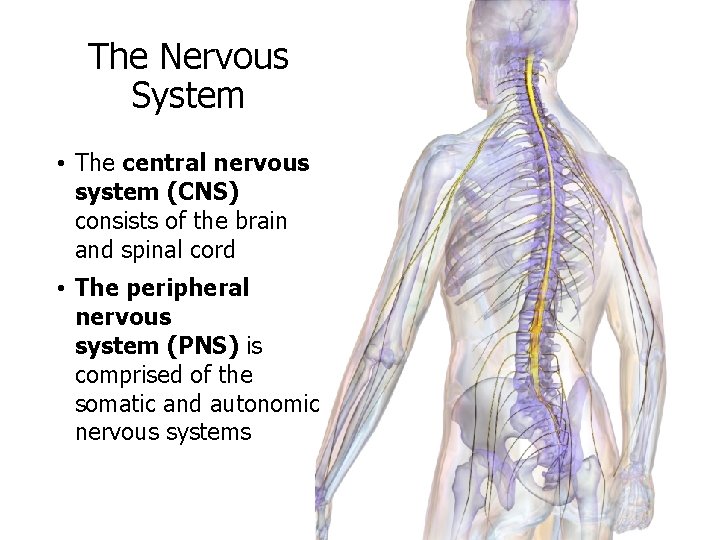 The Nervous System • The central nervous system (CNS) consists of the brain and