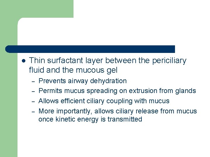 l Thin surfactant layer between the periciliary fluid and the mucous gel – –