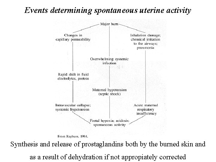 Events determining spontaneous uterine activity Synthesis and release of prostaglandins both by the burned