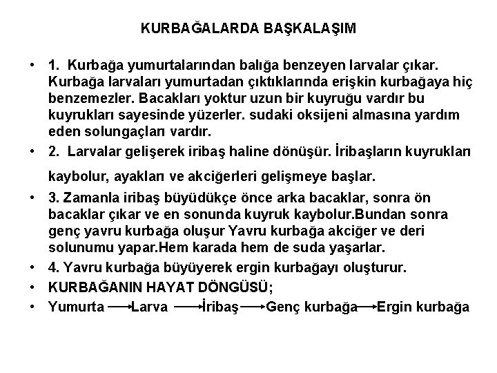 KURBAĞALARDA BAŞKALAŞIM • 1. Kurbağa yumurtalarından balığa benzeyen larvalar çıkar. Kurbağa larvaları yumurtadan çıktıklarında