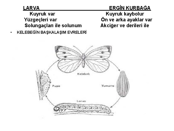 LARVA Kuyruk var Yüzgeçleri var Solungaçları ile solunum • KELEBEĞİN BAŞKALAŞIM EVRELERİ ERGİN KURBAĞA