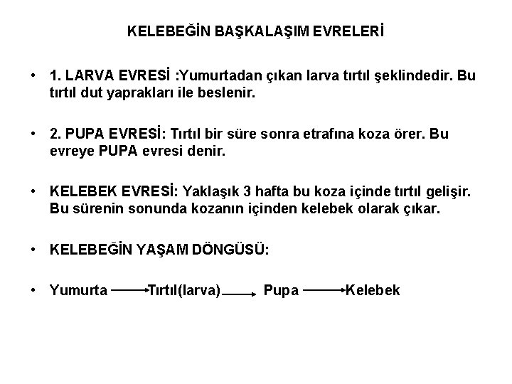 KELEBEĞİN BAŞKALAŞIM EVRELERİ • 1. LARVA EVRESİ : Yumurtadan çıkan larva tırtıl şeklindedir. Bu