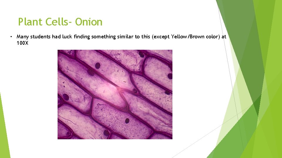 Plant Cells- Onion • Many students had luck finding something similar to this (except