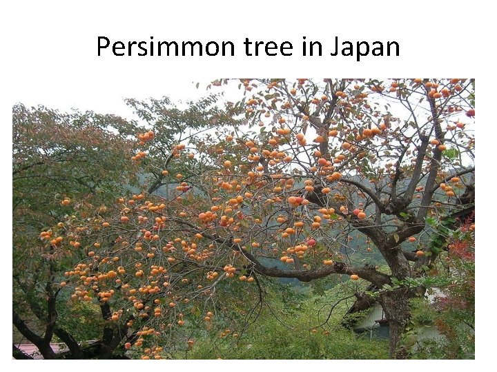 Persimmon tree in Japan 