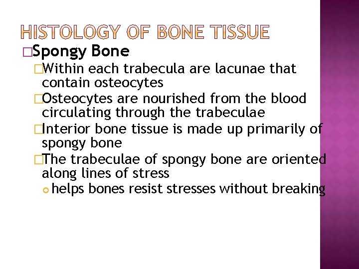 �Spongy Bone �Within each trabecula are lacunae that contain osteocytes �Osteocytes are nourished from