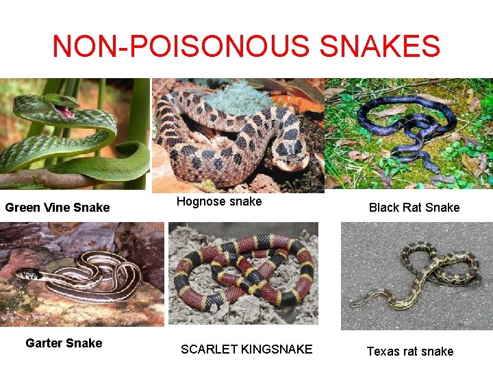 NON-POISONOUS SNAKES Green Vine Snake Garter Snake Hognose snake SCARLET KINGSNAKE Black Rat Snake