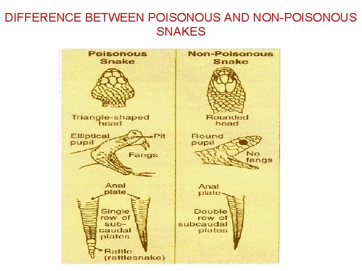 DIFFERENCE BETWEEN POISONOUS AND NON-POISONOUS SNAKES 