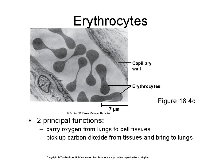 Erythrocytes Capillary wall Erythrocytes Figure 18. 4 c 7 µm © Dr. Don W.