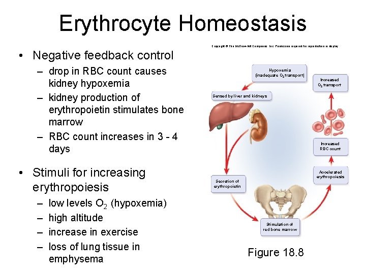 Erythrocyte Homeostasis Copyright © The Mc. Graw-Hill Companies, Inc. Permission required for reproduction or