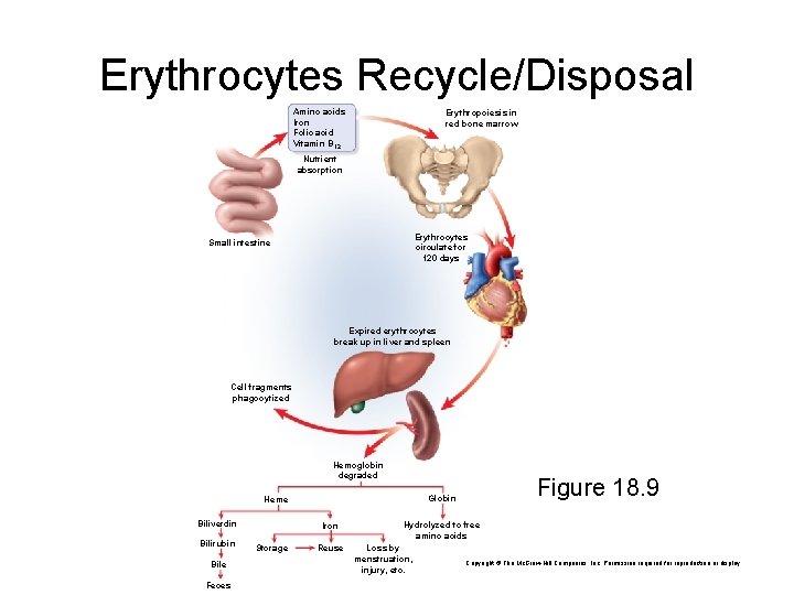 Erythrocytes Recycle/Disposal Amino acids Iron Folic acid Vitamin B 12 Erythropoiesis in red bone