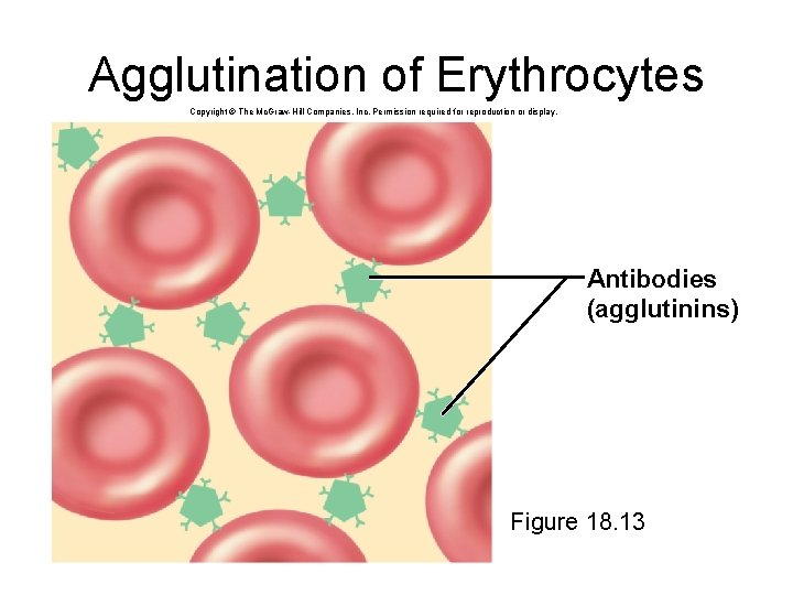 Agglutination of Erythrocytes Copyright © The Mc. Graw-Hill Companies, Inc. Permission required for reproduction