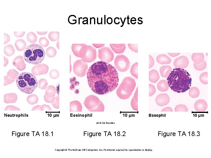 Granulocytes Neutrophils 10 µm Eosinophil 10 µm Basophil 10 µm all: © Ed Reschke