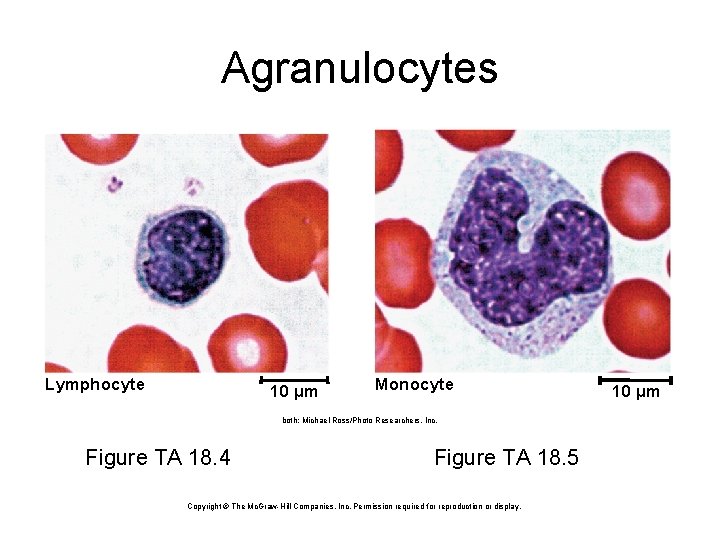 Agranulocytes Lymphocyte 10 µm Monocyte both: Michael Ross/Photo Researchers, Inc. Figure TA 18. 4
