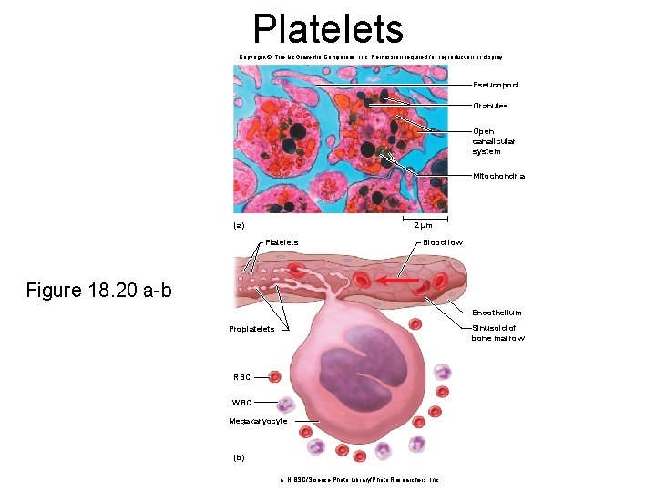 Platelets Copyright © The Mc. Graw-Hill Companies, Inc. Permission required for reproduction or display.