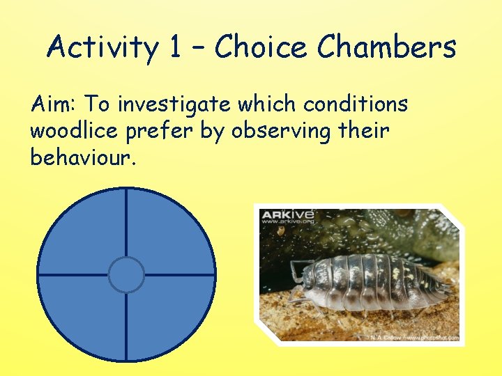 Activity 1 – Choice Chambers Aim: To investigate which conditions woodlice prefer by observing