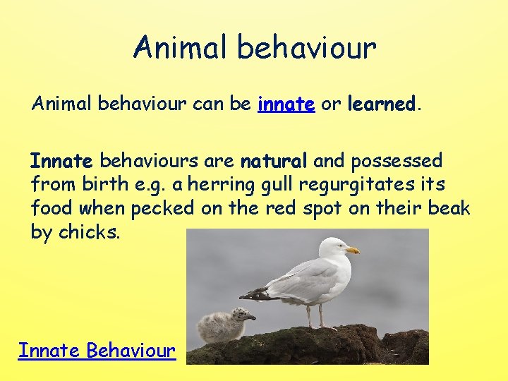 Animal behaviour can be innate or learned. Innate behaviours are natural and possessed from