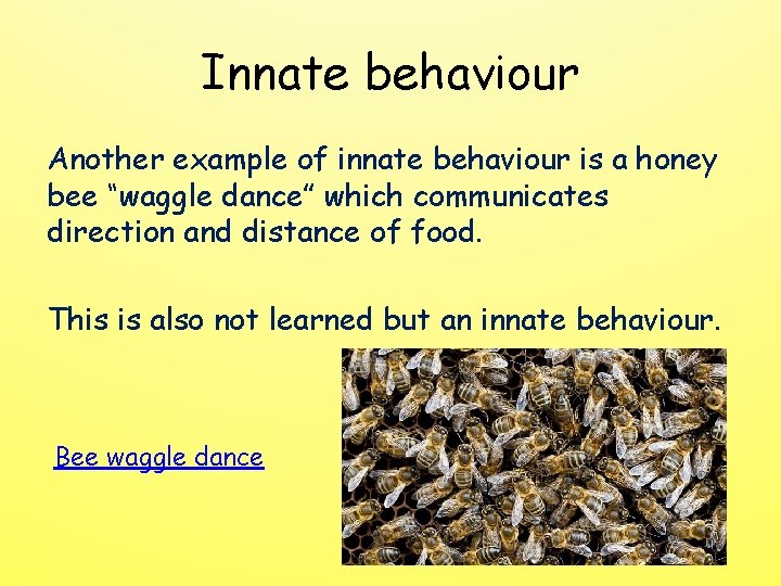 Innate behaviour Another example of innate behaviour is a honey bee “waggle dance” which