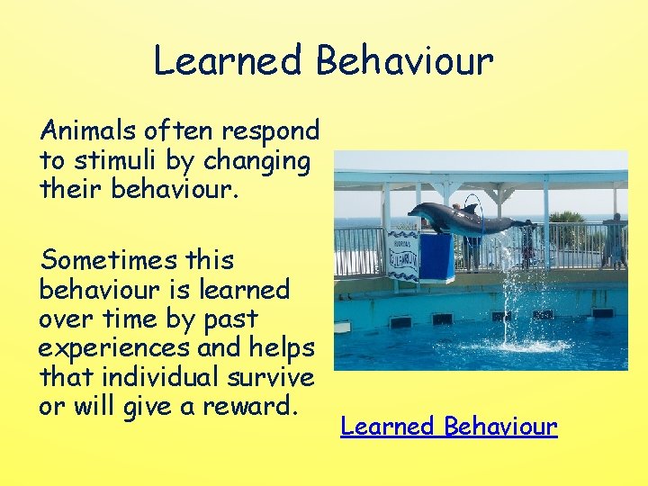 Learned Behaviour Animals often respond to stimuli by changing their behaviour. Sometimes this behaviour