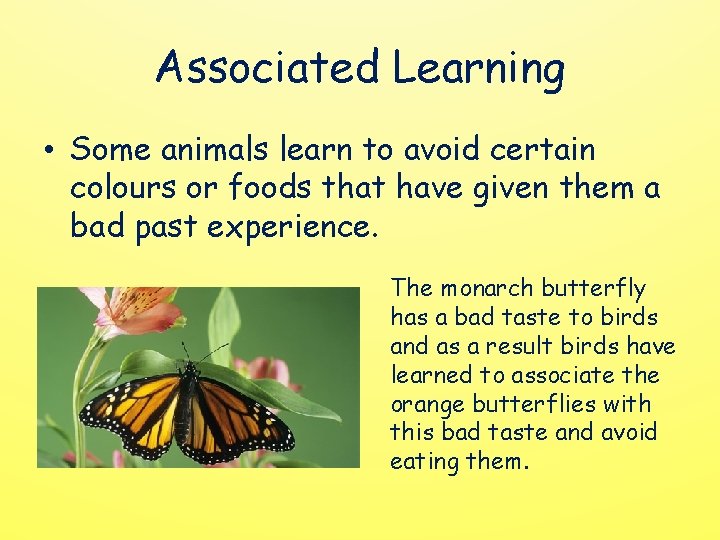 Associated Learning • Some animals learn to avoid certain colours or foods that have