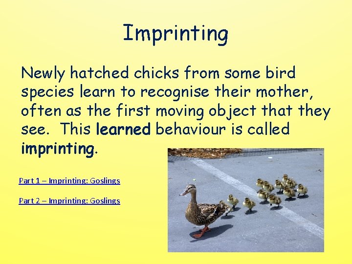 Imprinting Newly hatched chicks from some bird species learn to recognise their mother, often