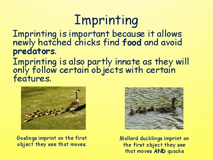Imprinting is important because it allows newly hatched chicks find food and avoid predators.