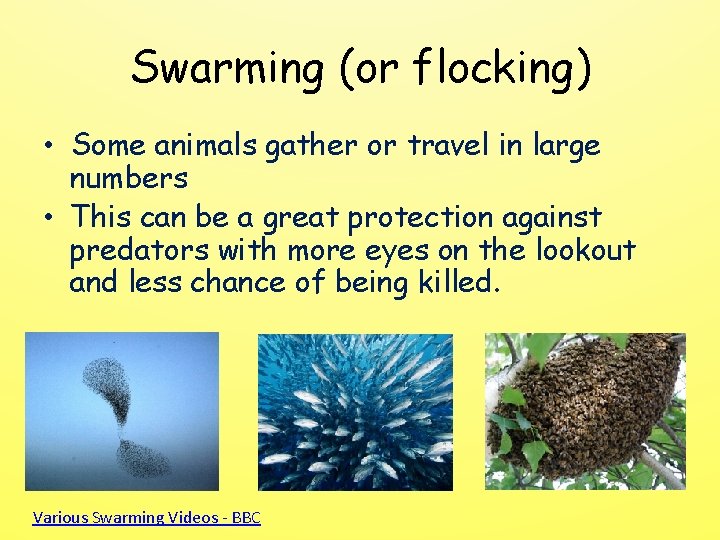 Swarming (or flocking) • Some animals gather or travel in large numbers • This