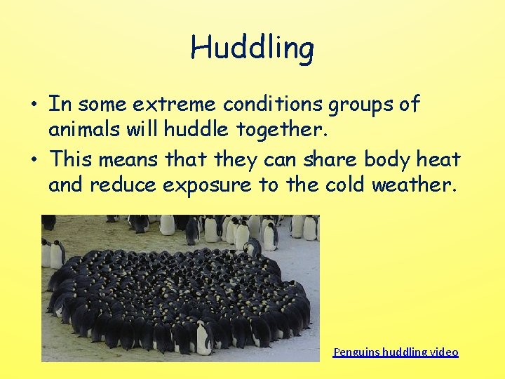 Huddling • In some extreme conditions groups of animals will huddle together. • This