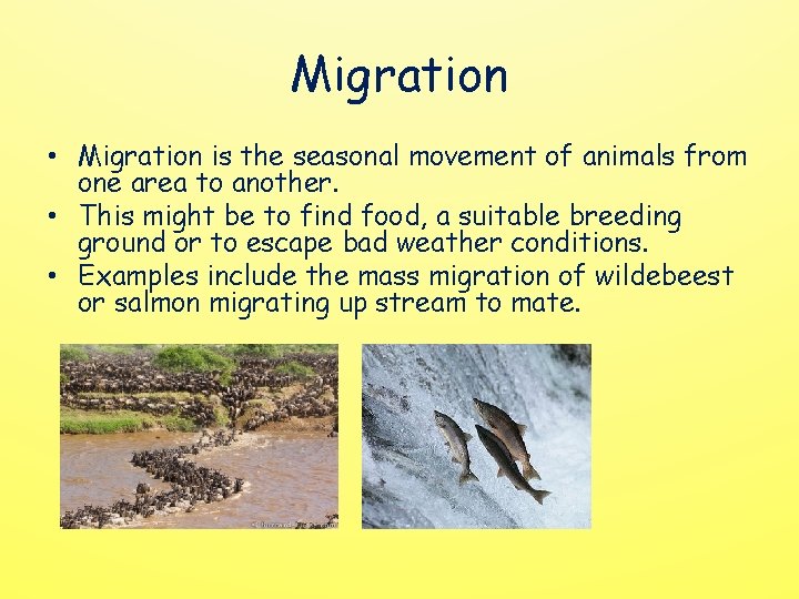 Migration • Migration is the seasonal movement of animals from one area to another.